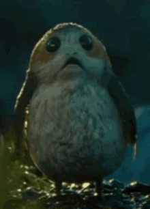 a small bird is standing on a rock in the water looking at the camera .