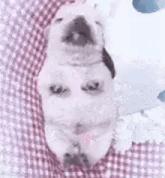 a white puppy is laying on a pink and white checkered blanket with its mouth open .