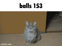 a cat with its mouth open and the words balls 153 behind it