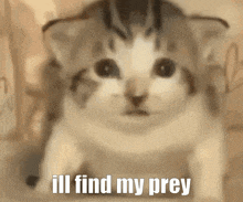 a cat with the words " ill find my prey " on it