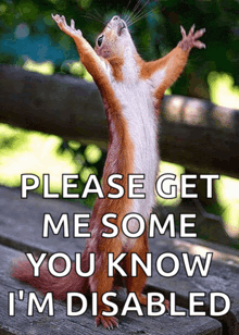 a squirrel with its arms outstretched and the words please get me some you know i 'm disabled above it