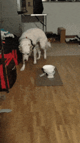 a white dog standing next to a bowl of yogurt