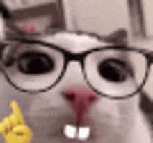 a close up of a cat wearing glasses and holding a yellow finger up .