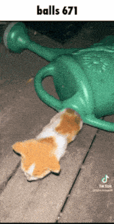 a cat laying on the ground next to a green watering can
