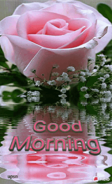 a pink rose is reflected in the water with the words good morning