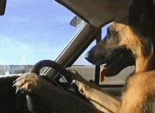 a dog is driving a car with its head in the window