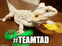 a lizard wearing a hat is sitting on a green and yellow toy with the words #teamtad below it