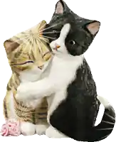 a black and white cat hugging another cat