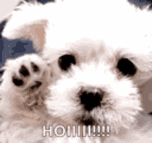 a white puppy is waving its paw at the camera while sitting on a bed .
