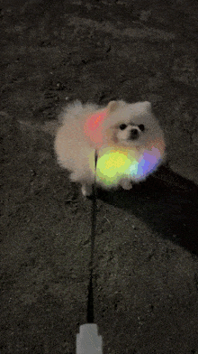 a small white dog is walking on a leash with a light behind it
