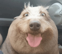 a dog with a pink tongue sticking out looks at the camera