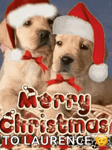 a picture of two puppies wearing santa hats with the words merry christmas to laurence below them