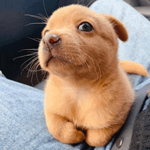 a small brown puppy is sitting on someone 's lap and looking up