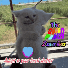 a picture of a kitten with the words adopt @ your local shelter on it