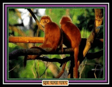 a picture of two monkeys sitting on a branch with a purple frame