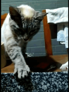 a cat is playing with a piece of fabric