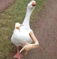 a white goose with a frog on its back is standing on a dirt path .