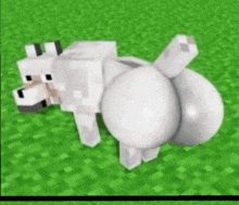 a minecraft wolf with a big butt is laying down on the grass .
