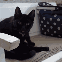 a black cat is laying on the floor next to a blue polka dot box