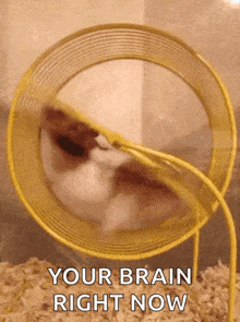 a hamster is spinning in a yellow wheel with the words " your brain right now " below it