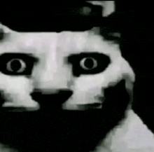a close up of a black and white cat 's face with big eyes looking at the camera .