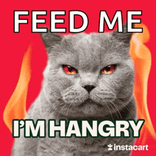 a gray cat with red eyes and the words feed me i 'm hangry