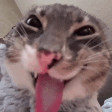 a close up of a cat licking its nose with its tongue out .