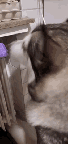 a close up of a dog 's face in a kitchen with a purple towel in the background