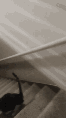 a cat is walking down a set of stairs with a white railing