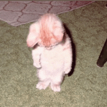 a small kitten standing on its hind legs on a green carpet .