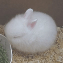 a small white rabbit is sleeping on a pile of wood shavings next to a bowl of grass .