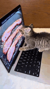 a kitten is sitting on a laptop with a picture of bacon on the screen