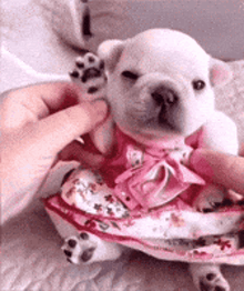 a white puppy wearing a pink dress is being held by a person .