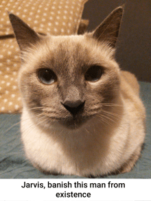 jarvis banish this man from existence written below a picture of a cat