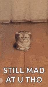 a cat is laying on the floor with the words still mad at u tho above it .