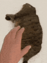 a person is petting a cat laying on its back on a white surface .