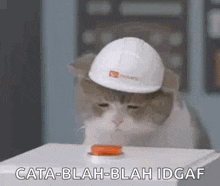 a cat wearing a hard hat is pressing a button on a machine .