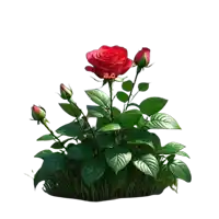 a red rose is surrounded by green leaves and the letters b.c.