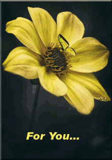 a yellow flower with a butterfly on it and the words " for you " below it