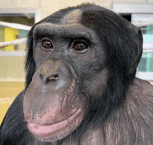 a close up of a chimpanzee 's face with a pink lip