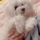 a person is holding a small white dog on a bed