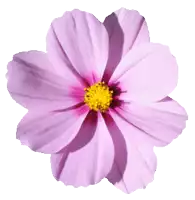 a close up of a purple flower with a yellow center on a white background