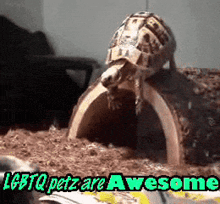 a picture of a turtle with the words " lgbtq petz are awesome " below it
