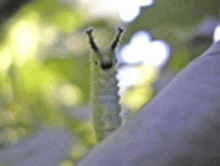 a close up of a caterpillar on a tree branch .