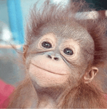 a close up of a monkey with a smile on his face