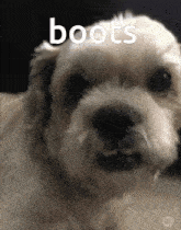 a close up of a dog with the word boots written on it