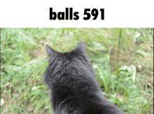 a black cat is standing in the grass with the words balls 591 above it