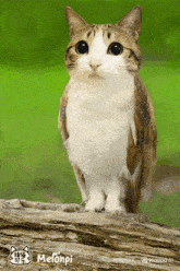 a cat that looks like an owl with melonpi written on the bottom right