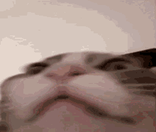 a close up of a cat 's face with a funny face .