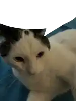 a black and white cat is laying down on a blue blanket